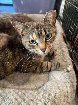 Domestic Short Hair Cats Available for Adoption - Lila | PetCurious