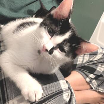 Rescue Domestic Medium Hair Cats for Adoption in Garden Grove, California - Binx | PetCurious