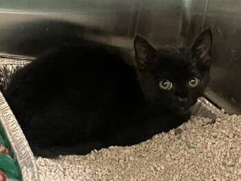 COCOA -  Domestic Short Hair Cat Available for Adoption in Tustin, California - COCOA | PetCurious