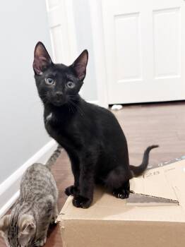 Toeby -  Domestic Short Hair Cat for Adoption in Lake Monroe, Florida - Toeby | PetCurious