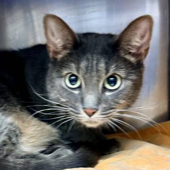 Lettuce -  Domestic Medium Hair and Mixed Breed Cat for Adoption in Palm Springs, California - Lettuce | PetCurious