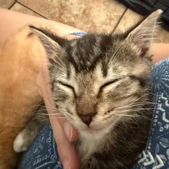 Claire -  Domestic Short Hair Cat for Adoption in Chattanooga, Tennessee - Claire | PetCurious