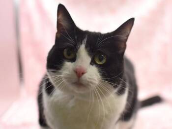 Domestic Short Hair Cats Available for Adoption in Portland, Oregon - Snoop-Cat | PetCurious