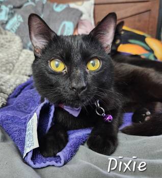 Domestic Short Hair Cats Available for Adoption in Redondo Beach, California - Dixie | PetCurious