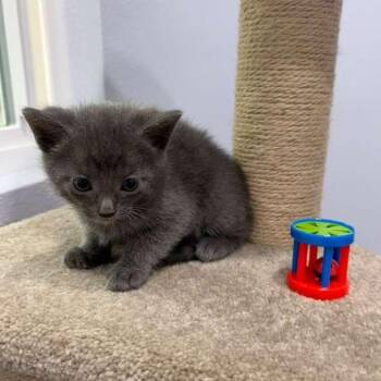 Dubai -  Domestic Short Hair Cat Available for Adoption in Harlingen, Texas - Dubai | PetCurious