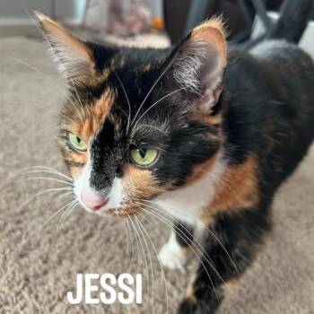 Jessi-Lou C12158 -  Domestic Short Hair Cat for Adoption - Jessi-Lou C12158 | PetCurious