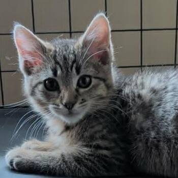 Sunflower Armbrust -  Domestic Short Hair Cat for Adoption in Eagle Mountain, Utah - Sunflower Armbrust | PetCurious
