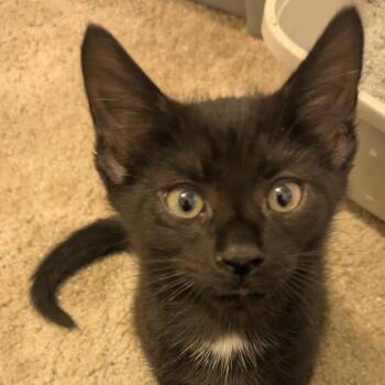 Pablo Picasso -  Domestic Short Hair Cat for Adoption in Richmond, Virginia - Pablo Picasso | PetCurious