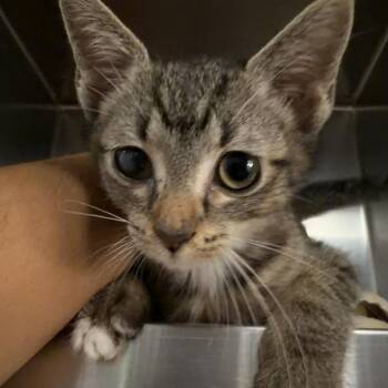 Pochacco -  Domestic Short Hair Cat for Adoption in Riverwoods, Illinois - Pochacco | PetCurious