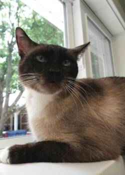 Harmony * IN FOSTER * -  Siamese Cat for Adoption in South Bend, Indiana - Harmony * IN FOSTER * | PetCurious