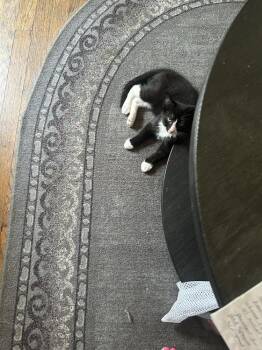 Mickey -  Domestic Short Hair and American Shorthair Cat for Adoption in Lincoln Park, Michigan - Mickey | PetCurious