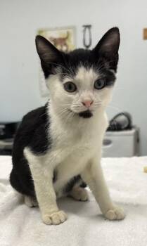Kebili -  Domestic Short Hair Cat for Adoption in Saint Paul, Minnesota - Kebili | PetCurious