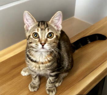 Rescue Tabby and Domestic Short Hair Cats for Adoption in Garner, North Carolina - Brianna | PetCurious