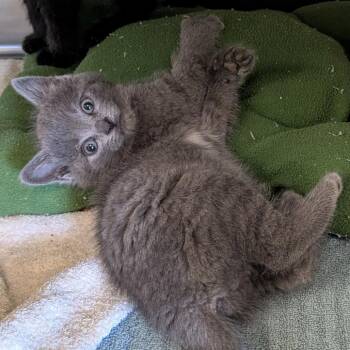 Dumpling -  American Shorthair Cat Available for Adoption - Dumpling | PetCurious