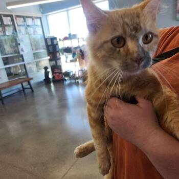 Soot -  Domestic Medium Hair Cat for Adoption in Kingman, Arizona - Soot | PetCurious