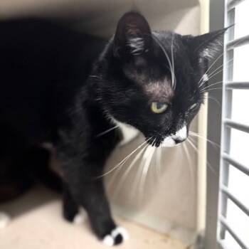 Rescue Domestic Short Hair Cats for Adoption in Wheeling, Illinois - Zelda | PetCurious