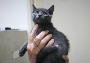 Bob -  Domestic Short Hair Cat for Adoption in Brunswick, Georgia - Bob | PetCurious