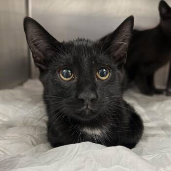 Magic -  Domestic Short Hair Cat for Adoption in Newark, New Jersey - Magic | PetCurious