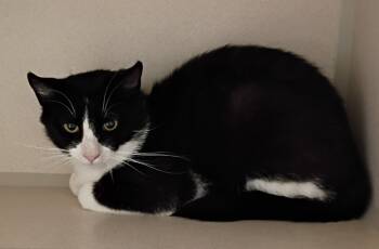 Rescue Domestic Short Hair Cats for Adoption in Clarksville, Tennessee - Sunnie | PetCurious