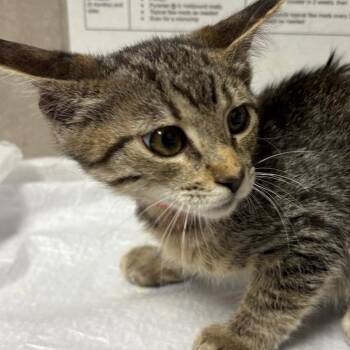 Sofia -  Domestic Short Hair Cat for Adoption in Yuma, Arizona - Sofia | PetCurious