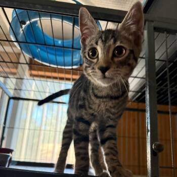 Rescue Domestic Short Hair Cats for Adoption in Desert Hot Springs, California - Tigger | PetCurious