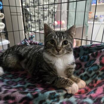 Biscotti & Brulee ( bonded sisters) -  Domestic Short Hair Cat Available for Adoption in Reeseville, Wisconsin - Biscotti & Brulee ( Bonded Sisters) | PetCurious