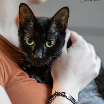 ETHEL-31004 -  Domestic Short Hair Cat for Adoption in Memphis, Tennessee - ETHEL-31004 | PetCurious
