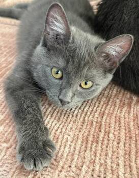Fig -  Domestic Medium Hair Cat for Adoption in Denver, Colorado - Fig | PetCurious