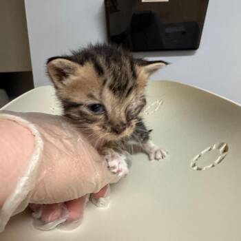 Domestic Short Hair Cats Available for Adoption in Columbus, Georgia - Racetrack 3603 | PetCurious