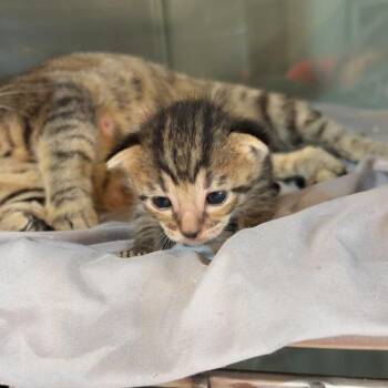 Seltzer -  Domestic Short Hair Cat for Adoption in Livingston, Texas - Seltzer | PetCurious