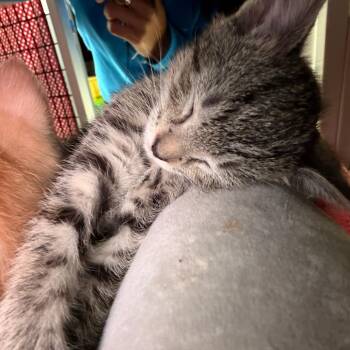 Domestic Short Hair Cats Available for Adoption in Camden, Delaware - Marbles | PetCurious