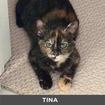 Tina -  Domestic Short Hair Cat for Adoption in Toronto, Ontario - Tina | PetCurious