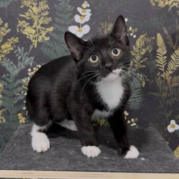 Ryland -  Domestic Short Hair and Tuxedo Cat Available for Adoption in Cottonwood Heights, Utah - Ryland | PetCurious