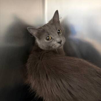 Domestic Medium Hair Cats Available for Adoption in Council Bluffs, Iowa - Airyana | PetCurious