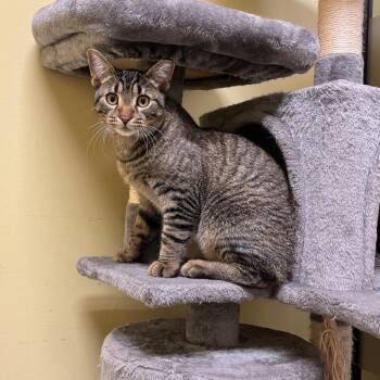 Rescue Tabby and Domestic Short Hair Cats for Adoption in Lombard, Illinois - Mich | PetCurious