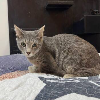 Domestic Short Hair Cats Available for Adoption in Tallahassee, Florida - Zero @ Fat Cat Cafe | PetCurious
