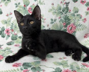 261134  Carlos -  Domestic Short Hair Cat for Adoption in Wetumpka, Alabama - 261134  Carlos | PetCurious