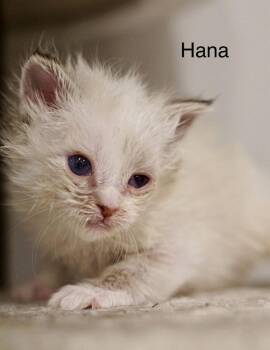 Domestic Short Hair and Siamese Cats Available for Adoption in St. George, Utah - Hana | PetCurious