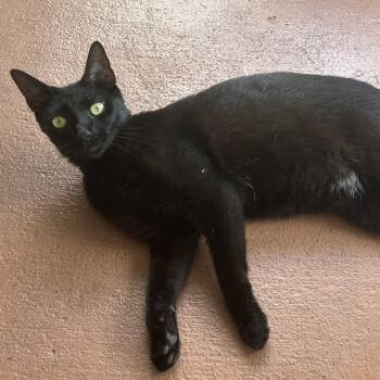 Oreo -  Domestic Short Hair Cat for Adoption in Hopkinton, Massachusetts - Oreo | PetCurious