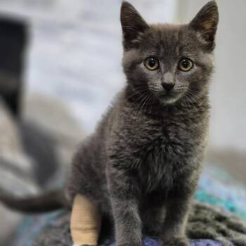 Iris -  Domestic Short Hair and Russian Blue Cat for Adoption in Hackett, Arkansas - Iris | PetCurious
