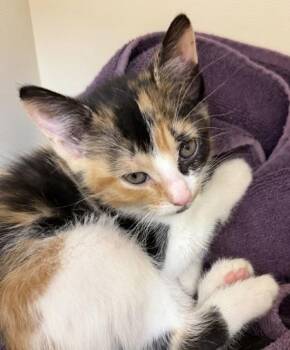 Runa -  Domestic Short Hair Cat for Adoption in Westland, Michigan - Runa | PetCurious