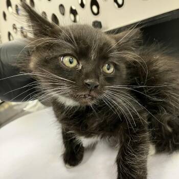 Callahan -  Domestic Short Hair Cat for Adoption in Las Cruces, New Mexico - Callahan | PetCurious