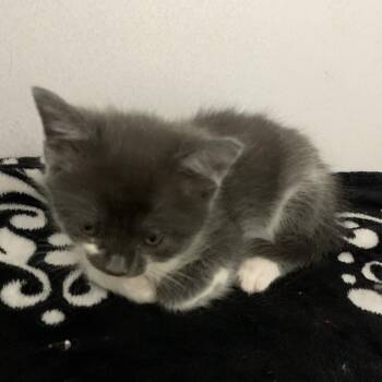 Sejanus -  Domestic Long Hair Cat Available for Adoption in Franklin, North Carolina - Sejanus | PetCurious