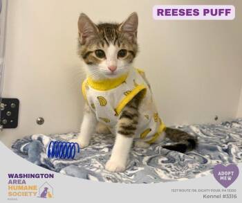 Reeses Puff -  Domestic Short Hair Cat for Adoption in Eighty Four, Pennsylvania - Reeses Puff | PetCurious