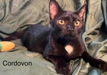 Rescue Domestic Short Hair Cats for Adoption in El Dorado, Arkansas - Cordovan | PetCurious