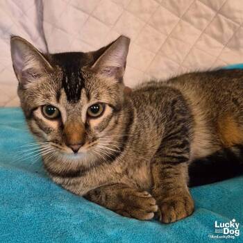 Domestic Short Hair Cats Available for Adoption - Orrie | PetCurious