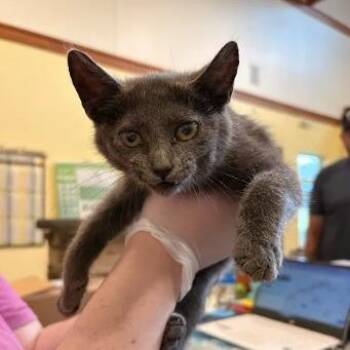 Misty -  Domestic Short Hair Cat for Adoption in Lynchburg, Virginia - Misty | PetCurious