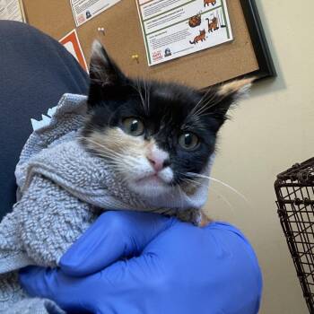 Garden -  Domestic Short Hair Cat for Adoption in Pasadena, California - Garden | PetCurious
