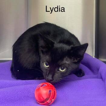 Lydia -  Bombay and Domestic Short Hair Cat for Adoption in Wyandotte, Michigan - Lydia | PetCurious