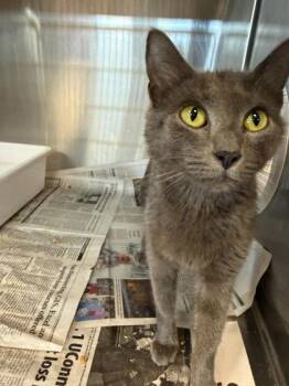 Luna Moon -  Domestic Short Hair Cat for Adoption in Sevierville, Tennessee - Luna Moon | PetCurious